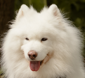 Yuki